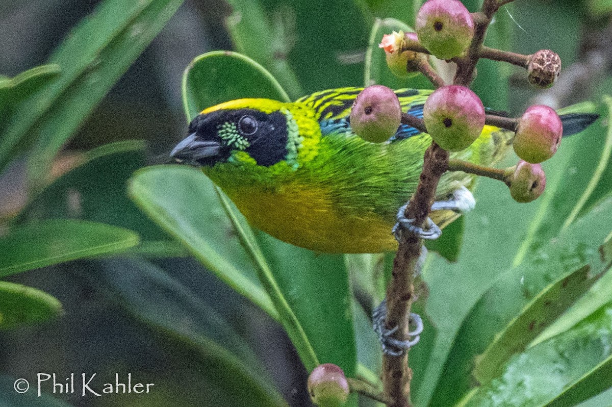 Green-and-Gold Tanager