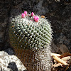 Mammilaria