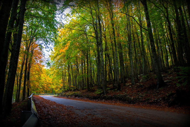 Autumn road di Matteo90