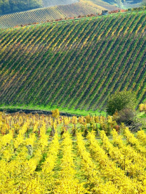 Filari d'Autunno di psangy