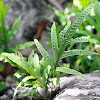 Polypody Ferns