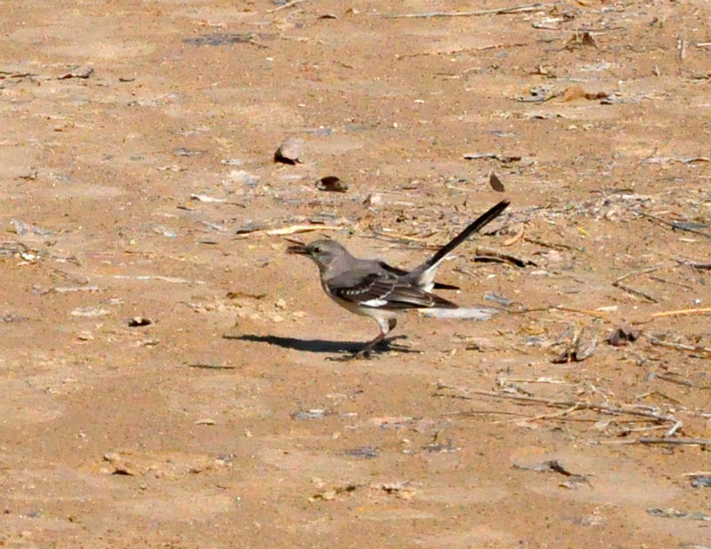 Northern Mockingbird