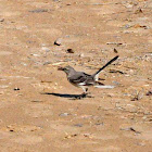 Northern Mockingbird