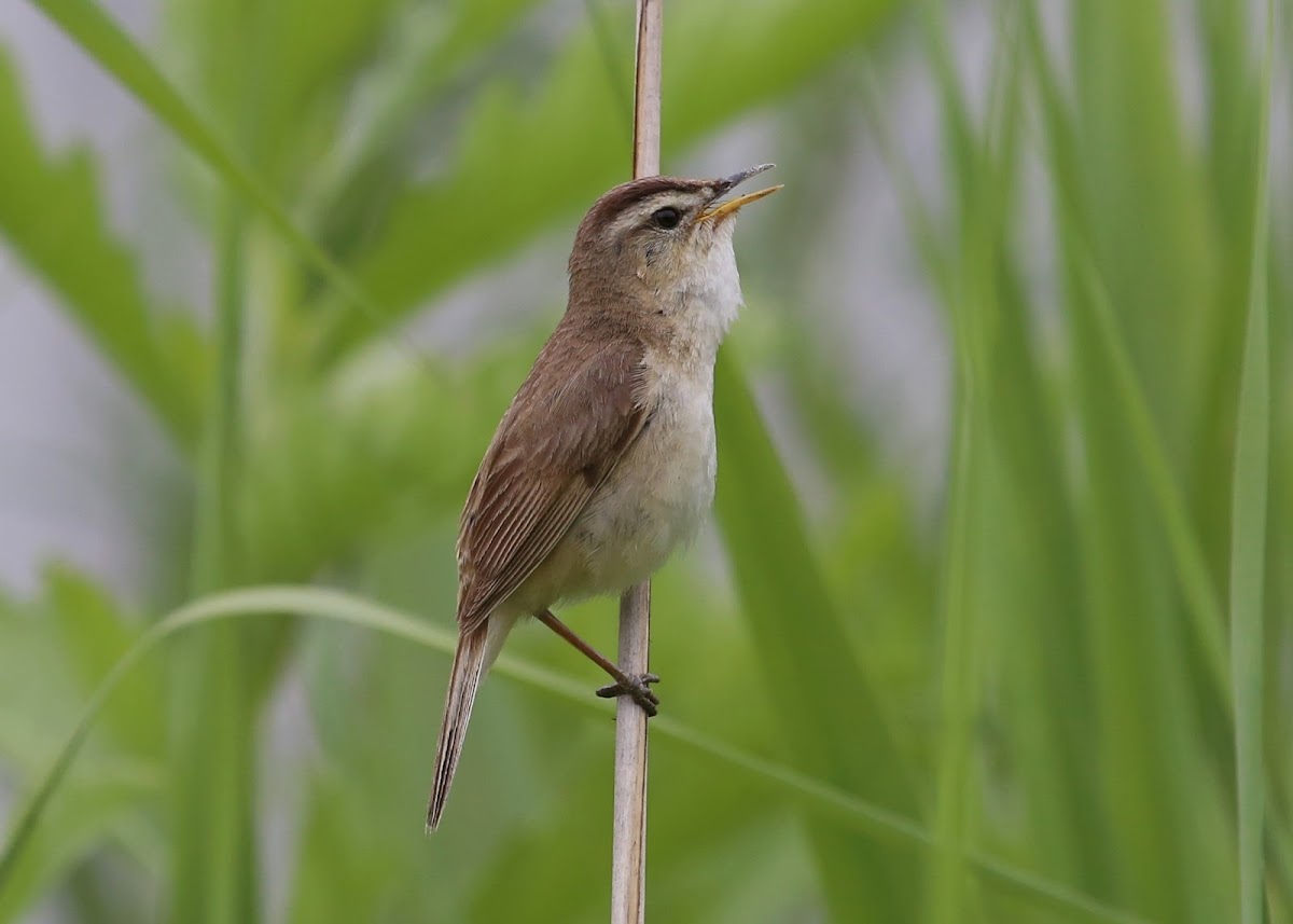 Black-browed Reed Warbler