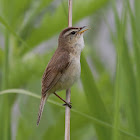 Black-browed Reed Warbler