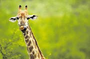 A giraffe keeps an elevated eye on proceedings in the Kruger National Park.