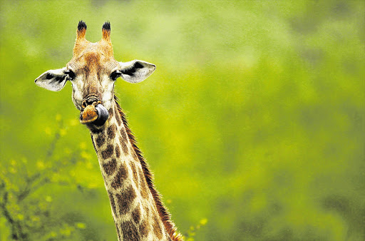 A giraffe keeps an elevated eye on proceedings in the Kruger National Park.