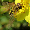 Common banded hoverfly