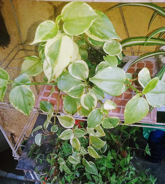 Suas folhas são suculentas e em formato de coração, verdes ou levemente avermelhadas, sendo que a variegata, com folhas verde-claras e bordas amareladas ou brancas é a mais cultivada.