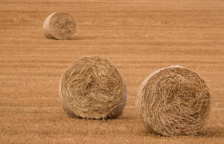 L'intruso di ricocavallo 