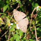 Junonia atlites 波紋眼蛺蝶