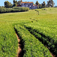 La strada nell'erba di 