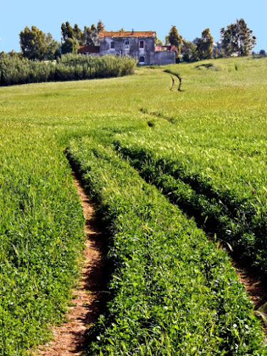 La strada nell'erba di Isabella62