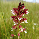 Burnt orchid