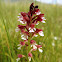 Burnt orchid