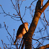 Cooper’s hawk