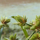 Green Flatsedge