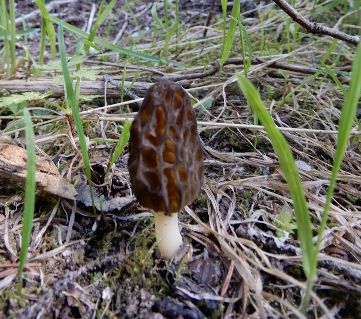 Black Morel