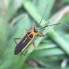 Bordered Plant Bug