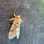 Spotted Tussock Moth