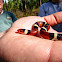 Scarlet Kingsnake