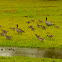 Maned wood duck