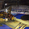 European "Giant"  Hornet