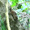 Eastern Chipmunk