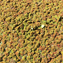 Azolla