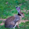 Black-naped Hare / Indian hare