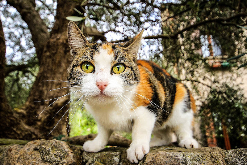 Gatto curioso di Claudia84