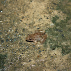 Indian Five-fingered Frog