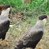 Northern crested caracara