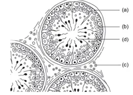 Male Reproductive System