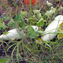 unidentified melons/squashes