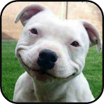 Cover Image of Download Pitbull Wallpapers 1.0 APK