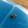 Burying Beetle