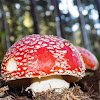 Fly agaric