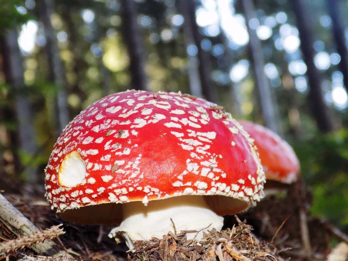 Fly agaric