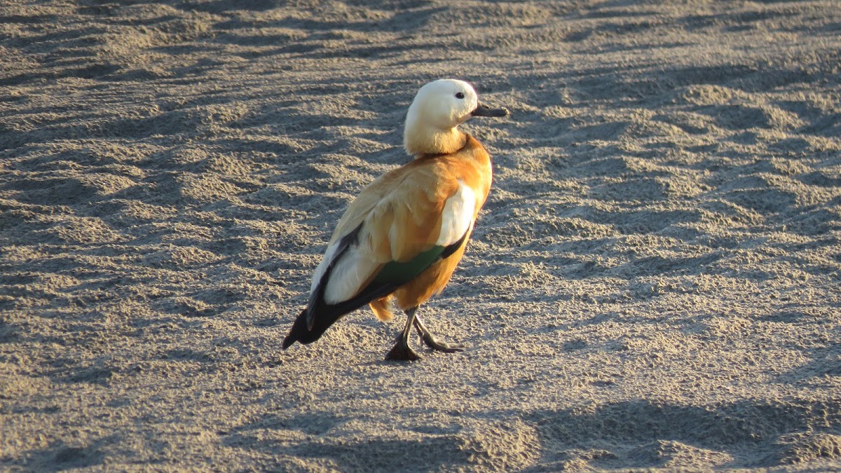 Brahminy duck