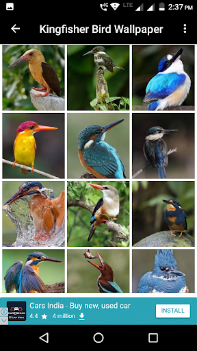 Kingfisher Bird Wallpaper