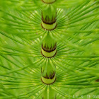 Giant horsetail