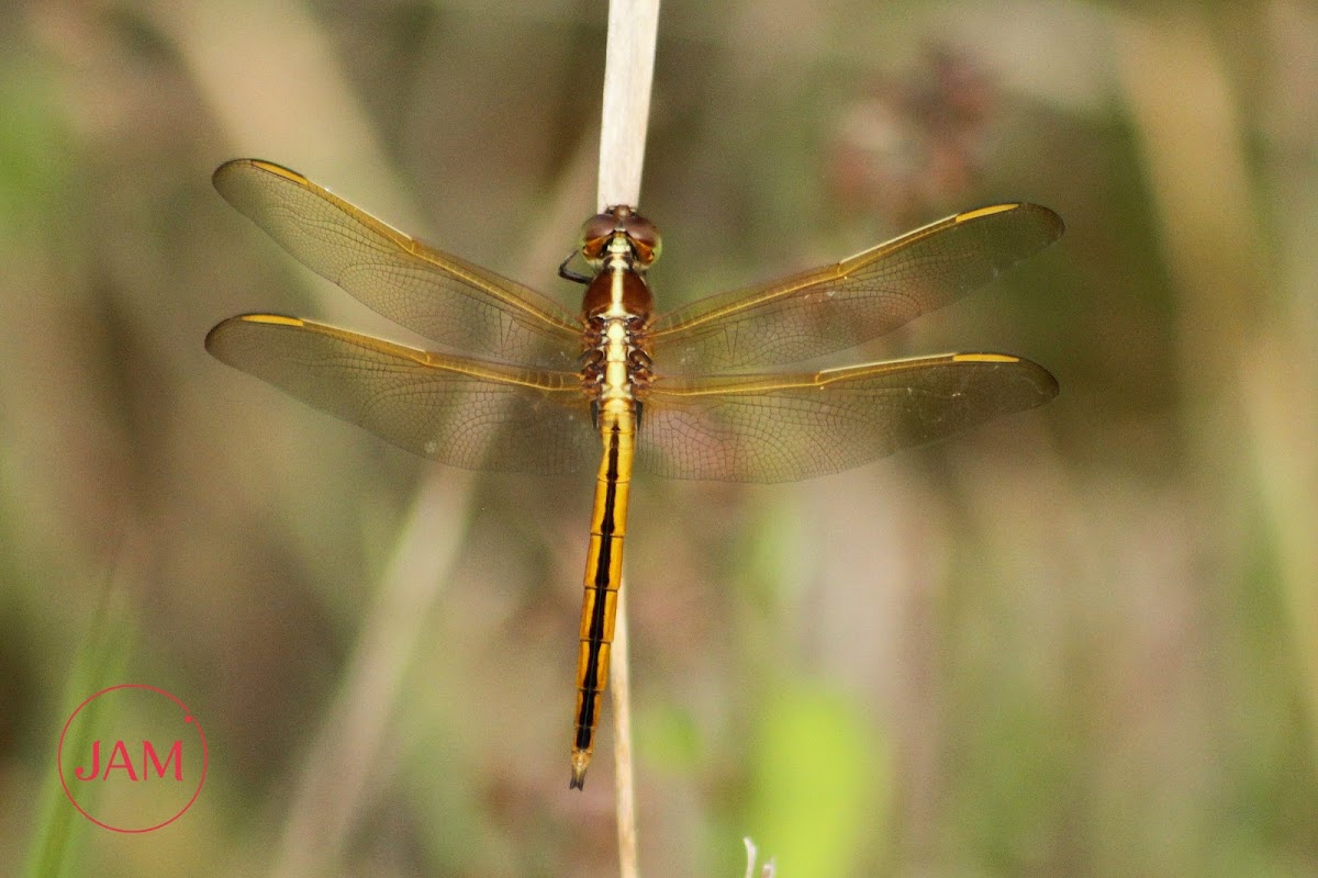 Needham's Skimmer Dragonfly