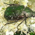 Noble Chafer