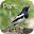 Bird Species Voice Library #1 Download on Windows