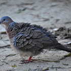 Spotted Dove