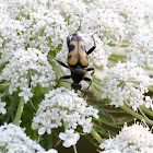 Flower Longhorn Beetle