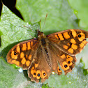 Wall Brown; Saltacercas