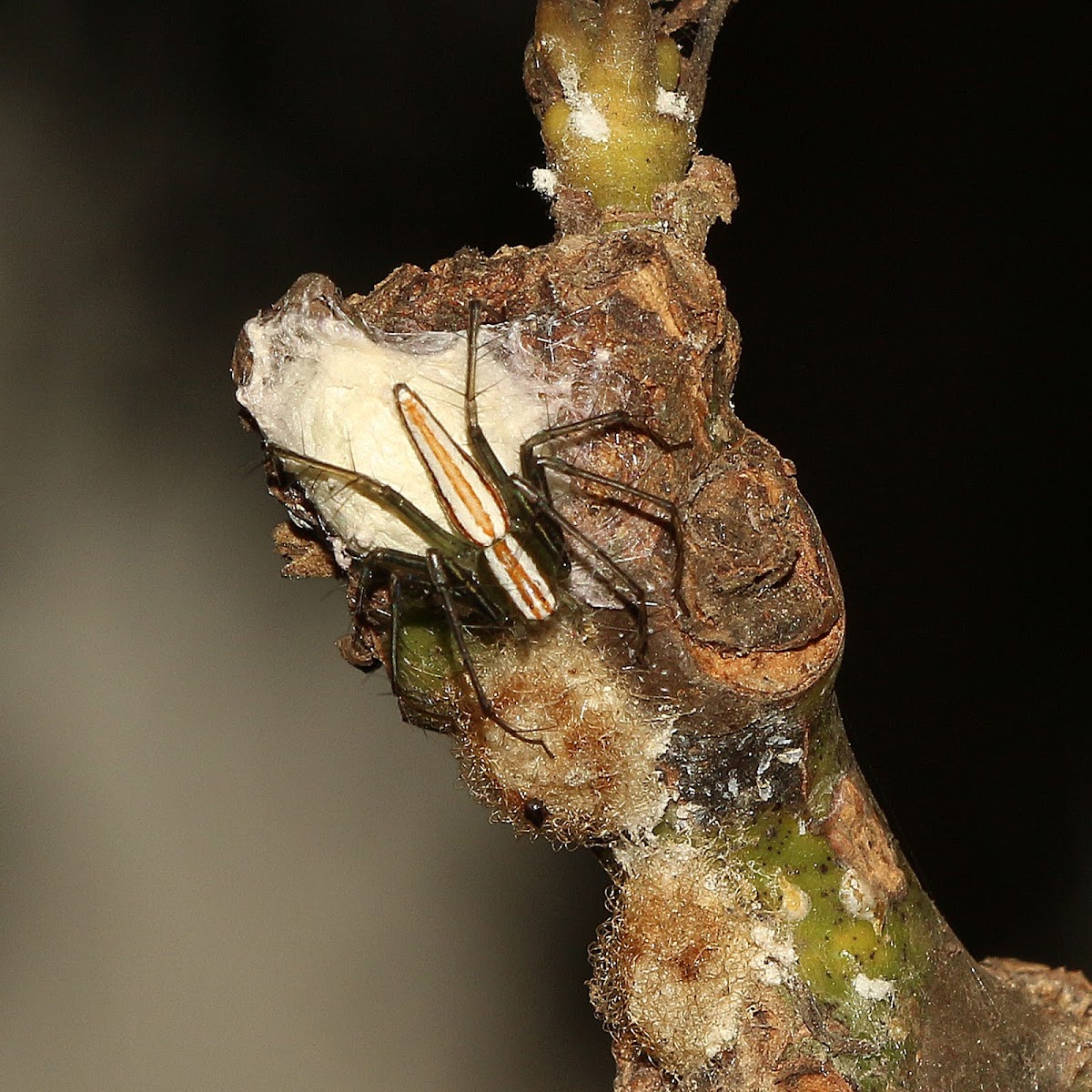 Lean Lynx Spider