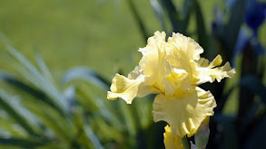 Flowers for Celebrating Life thumbnail